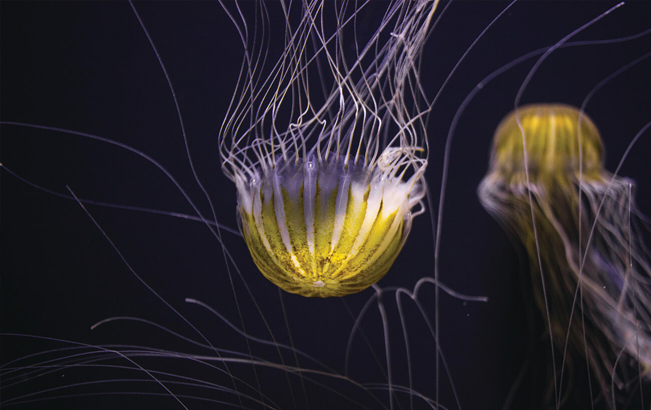 jellyfish